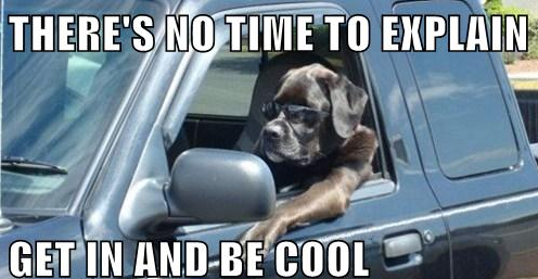 A meme with the text “There's no time to explain, get in and be cool.” Beneath the text is a photo of the driver's side of a car. A dog wearing sunglasses is looking toward the windshield with its paw and front leg resting lengthwise on the window.